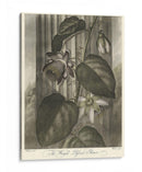 Passionflower Alado (A) - Robert J. Thornton | Cuadro decorativo de Canvas Lab