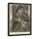 Passionflower Alado (A) - Robert J. Thornton | Cuadro decorativo de Canvas Lab