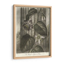 Passionflower Alado (A) - Robert J. Thornton | Cuadro decorativo de Canvas Lab