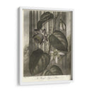 Passionflower Alado (A) - Robert J. Thornton | Cuadro decorativo de Canvas Lab