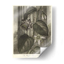 Passionflower Alado (A) - Robert J. Thornton | Cuadro decorativo de Canvas Lab