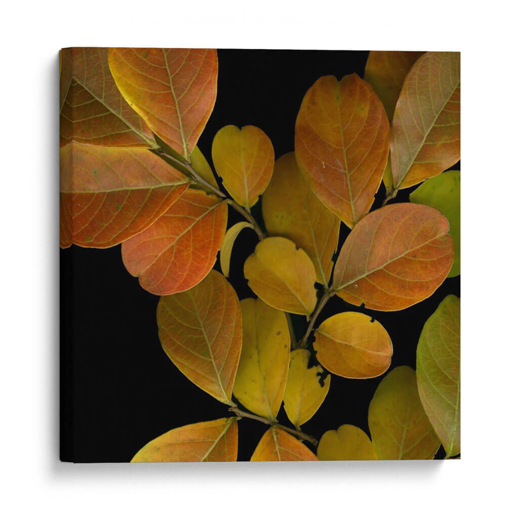 Hojas Vívidas I - Vision Studio | Cuadro decorativo de Canvas Lab