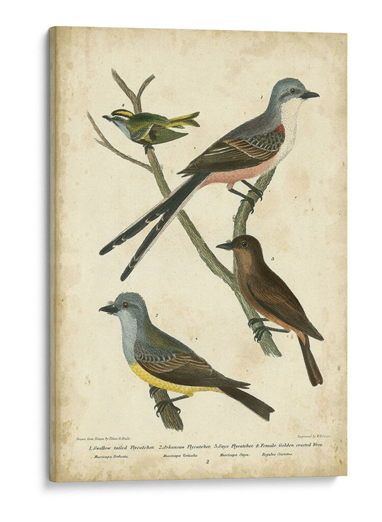 Wilsons Flycatcher - Alexander Wilson | Cuadro decorativo de Canvas Lab