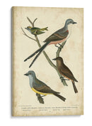 Wilsons Flycatcher - Alexander Wilson | Cuadro decorativo de Canvas Lab
