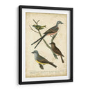 Wilsons Flycatcher - Alexander Wilson | Cuadro decorativo de Canvas Lab