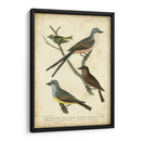 Wilsons Flycatcher - Alexander Wilson | Cuadro decorativo de Canvas Lab