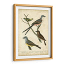 Wilsons Flycatcher - Alexander Wilson | Cuadro decorativo de Canvas Lab