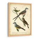 Wilsons Flycatcher - Alexander Wilson | Cuadro decorativo de Canvas Lab