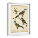 Wilsons Flycatcher - Alexander Wilson | Cuadro decorativo de Canvas Lab