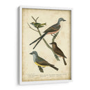 Wilsons Flycatcher - Alexander Wilson | Cuadro decorativo de Canvas Lab