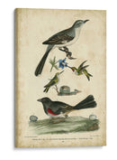 Wilsons Mockingbird - Alexander Wilson | Cuadro decorativo de Canvas Lab