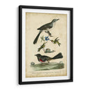 Wilsons Mockingbird - Alexander Wilson | Cuadro decorativo de Canvas Lab