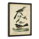 Wilsons Mockingbird - Alexander Wilson | Cuadro decorativo de Canvas Lab
