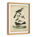 Wilsons Mockingbird - Alexander Wilson | Cuadro decorativo de Canvas Lab