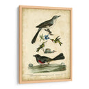 Wilsons Mockingbird - Alexander Wilson | Cuadro decorativo de Canvas Lab