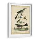 Wilsons Mockingbird - Alexander Wilson | Cuadro decorativo de Canvas Lab