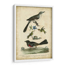 Wilsons Mockingbird - Alexander Wilson | Cuadro decorativo de Canvas Lab