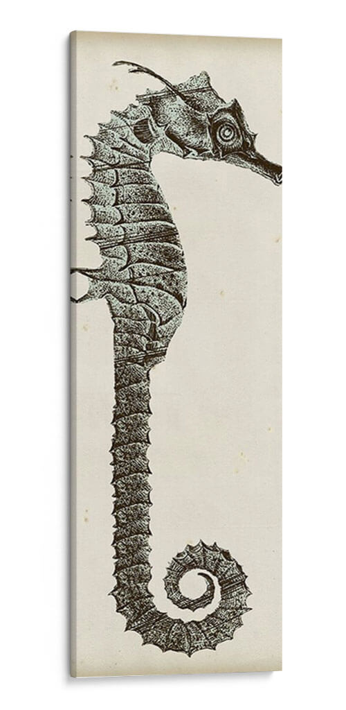 Vintage Seahorse Ii - Vision Studio | Cuadro decorativo de Canvas Lab