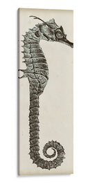 Vintage Seahorse Ii - Vision Studio | Cuadro decorativo de Canvas Lab