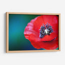 Amapola a detalle | Cuadro decorativo de Canvas Lab