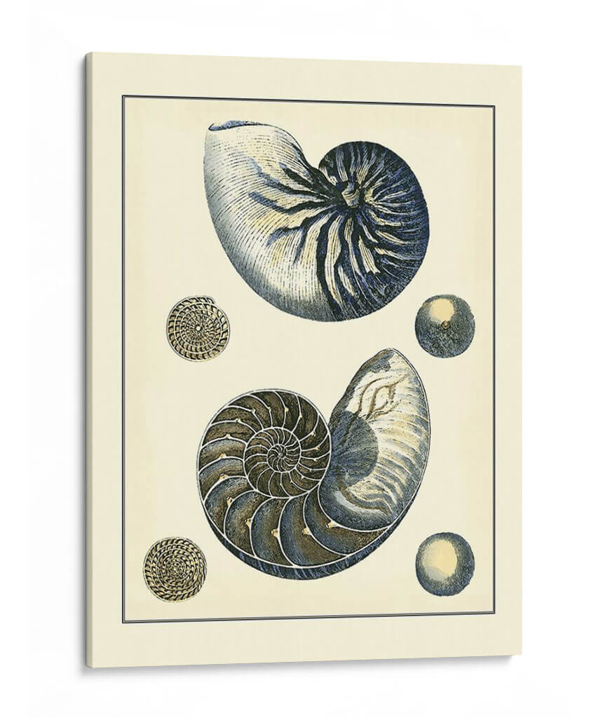 Nautilus Azul Antiguo - Vision Studio | Cuadro decorativo de Canvas Lab