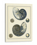 Nautilus Azul Antiguo - Vision Studio | Cuadro decorativo de Canvas Lab