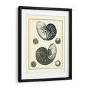 Nautilus Azul Antiguo - Vision Studio | Cuadro decorativo de Canvas Lab