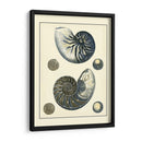 Nautilus Azul Antiguo - Vision Studio | Cuadro decorativo de Canvas Lab