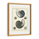 Nautilus Azul Antiguo - Vision Studio | Cuadro decorativo de Canvas Lab