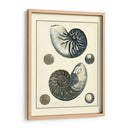 Nautilus Azul Antiguo - Vision Studio | Cuadro decorativo de Canvas Lab
