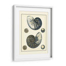 Nautilus Azul Antiguo - Vision Studio | Cuadro decorativo de Canvas Lab