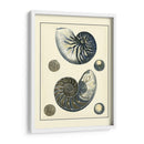 Nautilus Azul Antiguo - Vision Studio | Cuadro decorativo de Canvas Lab