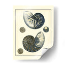 Nautilus Azul Antiguo - Vision Studio | Cuadro decorativo de Canvas Lab