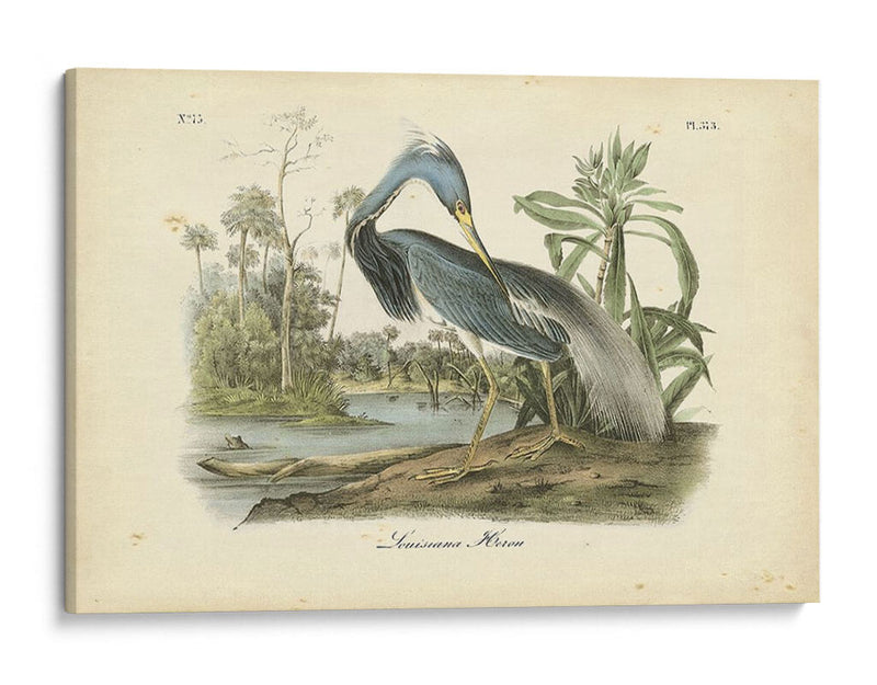Audubons Louisiana Heron - John James Audubon | Cuadro decorativo de Canvas Lab