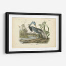 Audubons Louisiana Heron - John James Audubon | Cuadro decorativo de Canvas Lab