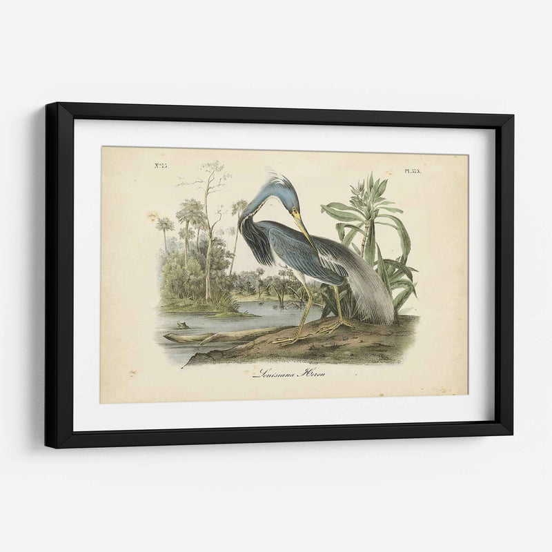 Audubons Louisiana Heron - John James Audubon | Cuadro decorativo de Canvas Lab