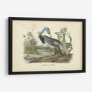 Audubons Louisiana Heron - John James Audubon | Cuadro decorativo de Canvas Lab