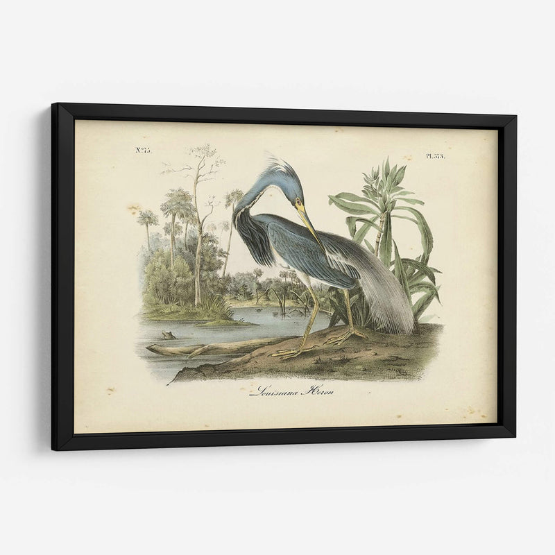 Audubons Louisiana Heron - John James Audubon | Cuadro decorativo de Canvas Lab
