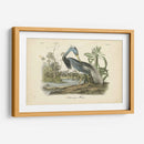 Audubons Louisiana Heron - John James Audubon | Cuadro decorativo de Canvas Lab