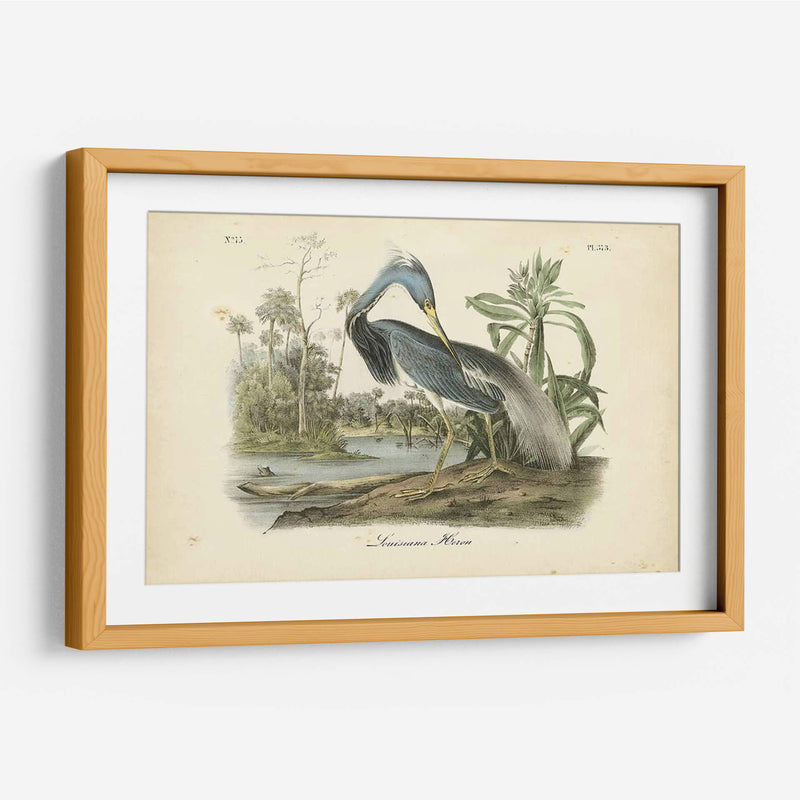 Audubons Louisiana Heron - John James Audubon | Cuadro decorativo de Canvas Lab