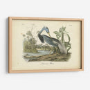 Audubons Louisiana Heron - John James Audubon | Cuadro decorativo de Canvas Lab