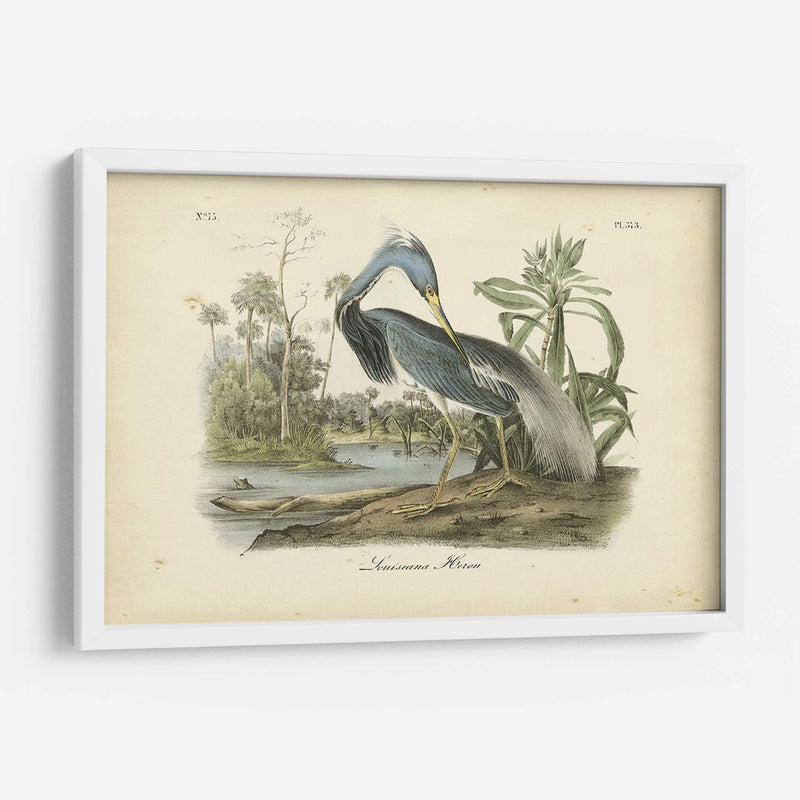 Audubons Louisiana Heron - John James Audubon | Cuadro decorativo de Canvas Lab