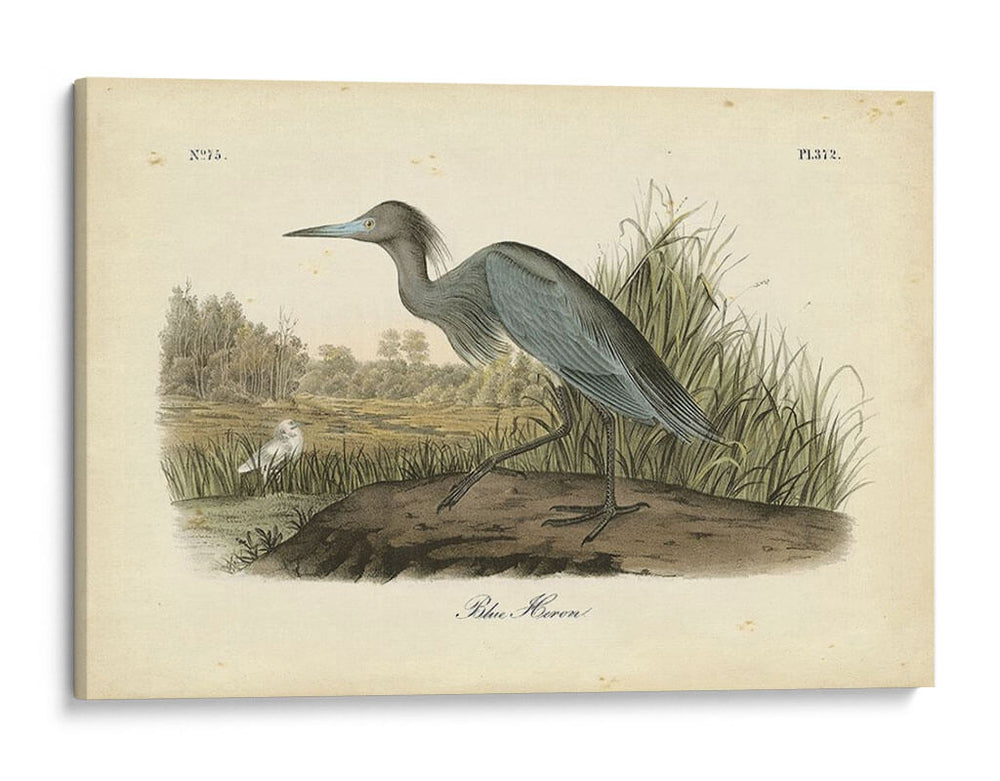 Audubons Blue Heron - John James Audubon | Cuadro decorativo de Canvas Lab