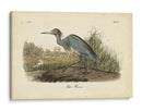 Audubons Blue Heron - John James Audubon | Cuadro decorativo de Canvas Lab