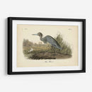 Audubons Blue Heron - John James Audubon | Cuadro decorativo de Canvas Lab