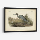 Audubons Blue Heron - John James Audubon | Cuadro decorativo de Canvas Lab