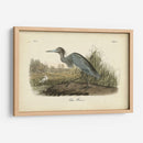 Audubons Blue Heron - John James Audubon | Cuadro decorativo de Canvas Lab