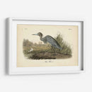 Audubons Blue Heron - John James Audubon | Cuadro decorativo de Canvas Lab