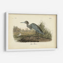 Audubons Blue Heron - John James Audubon | Cuadro decorativo de Canvas Lab