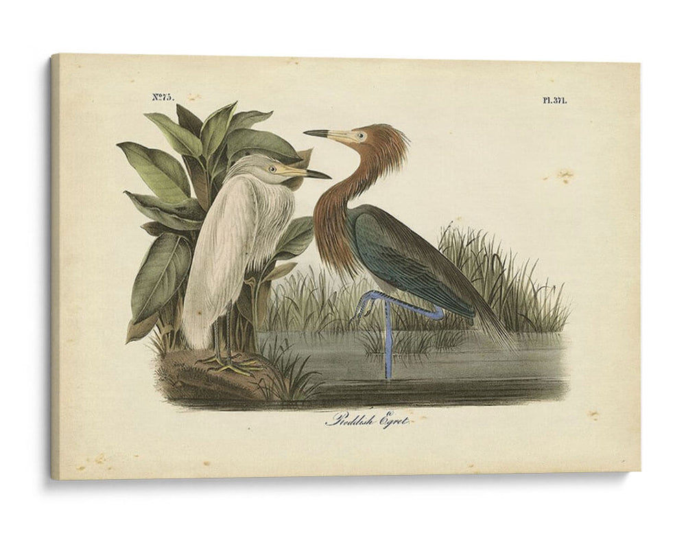 Audubons Reddish Egret - John James Audubon | Cuadro decorativo de Canvas Lab